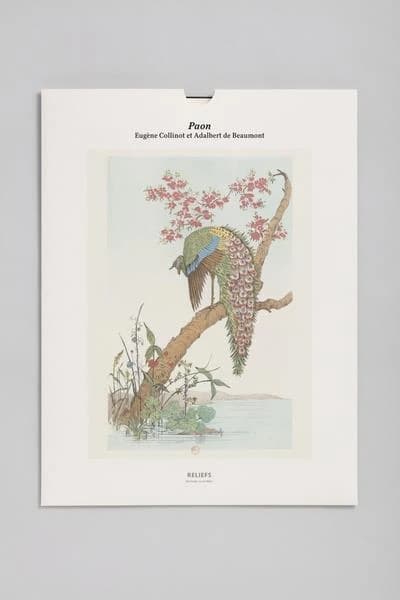 Paon : [Portfolio de reproductions]