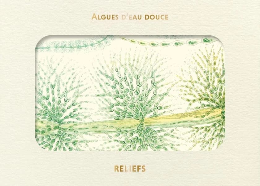 Livre d'images : algue d'au douce : [Carte postale]