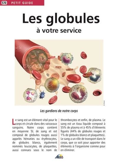 Les globules à votre service : les gardiens de notre corps