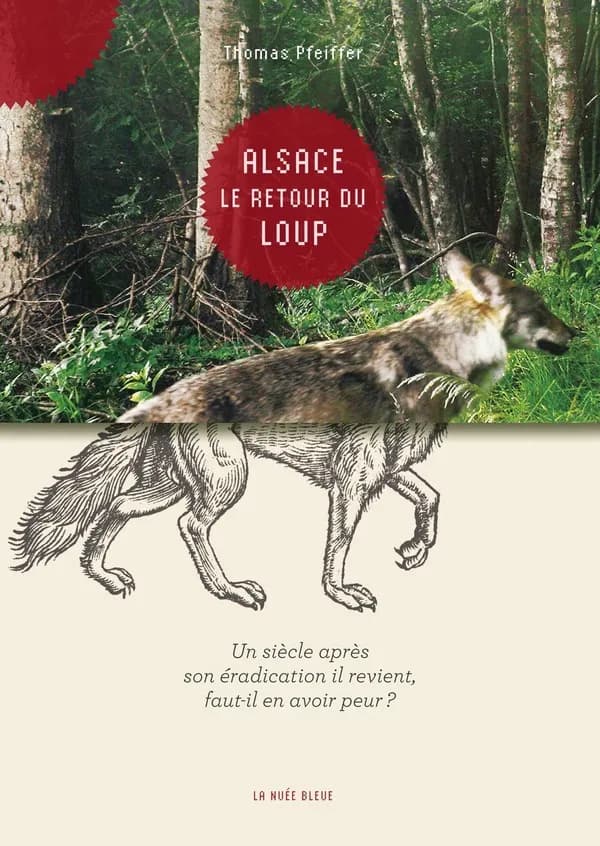 Alsace, le retour du loup : un siècle après son éradication il revient, faut-il en avoir peur ?