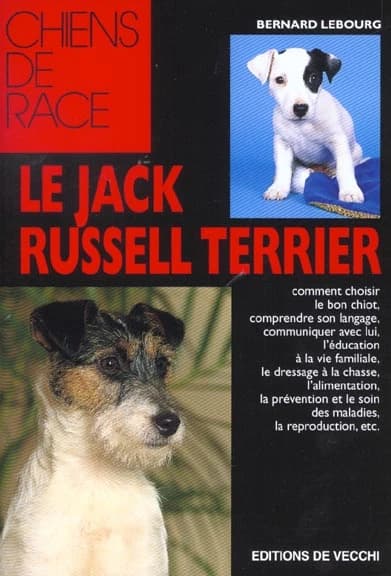 Le jack russel-terrier