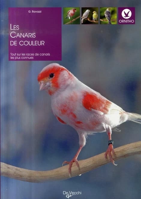 Les canaris de couleurs ([Nouvelle éd.]) G. Ravazzi ; [traduit de l'italien par Raffaella Ruggieri]