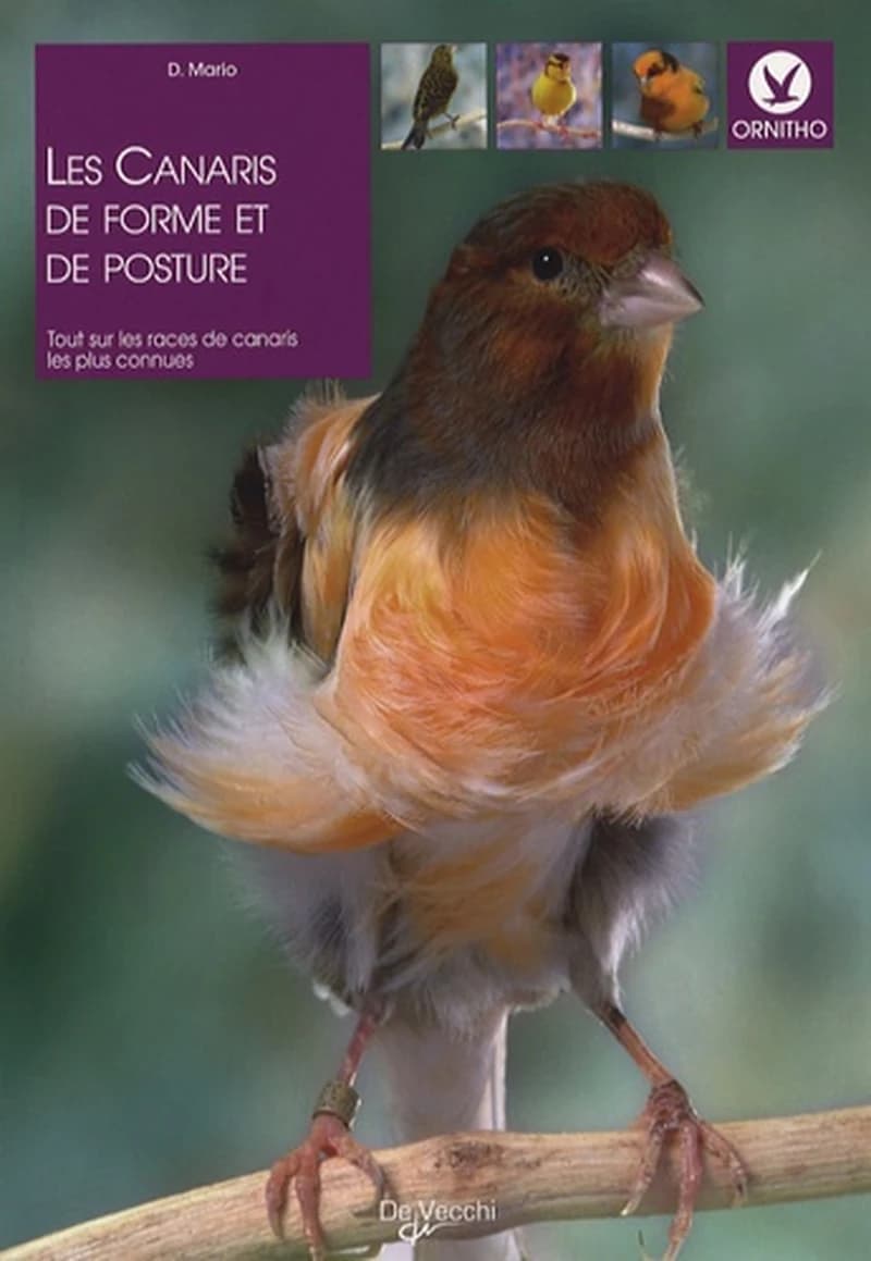 Les canaris de forme et de posture