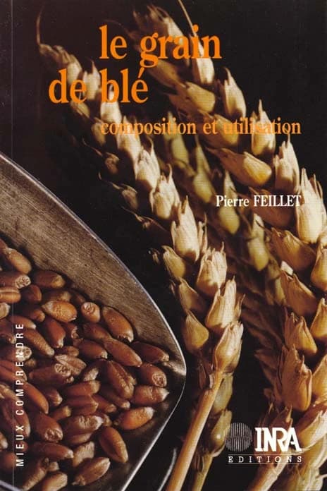 Le grain de blé : composition et utilisation