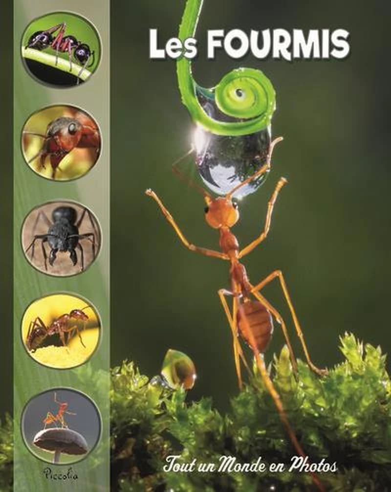 Tout un monde en photos : les fourmis