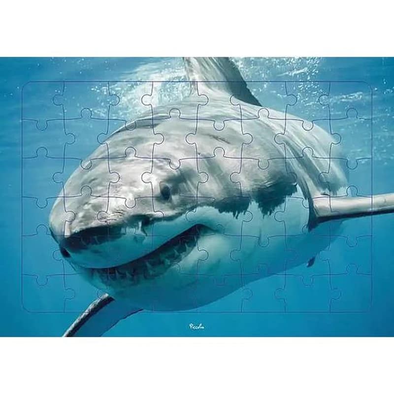 Requin : puzzle photo