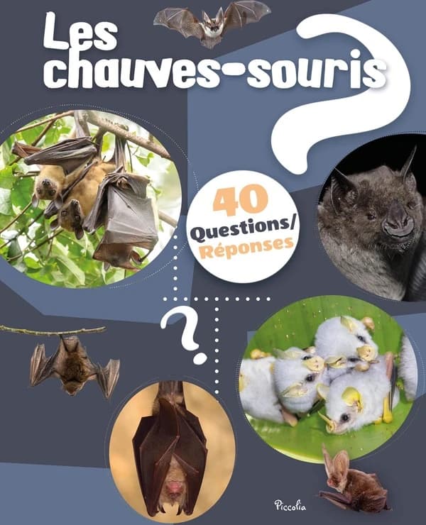 Les chauves souris