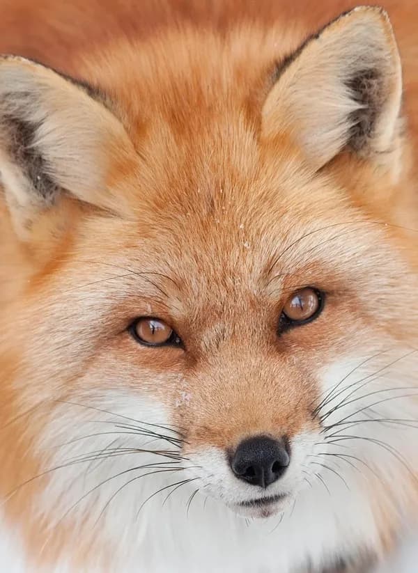 Renard