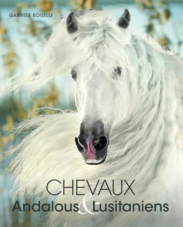 Andalusians & Lusitanos : Iberian horses