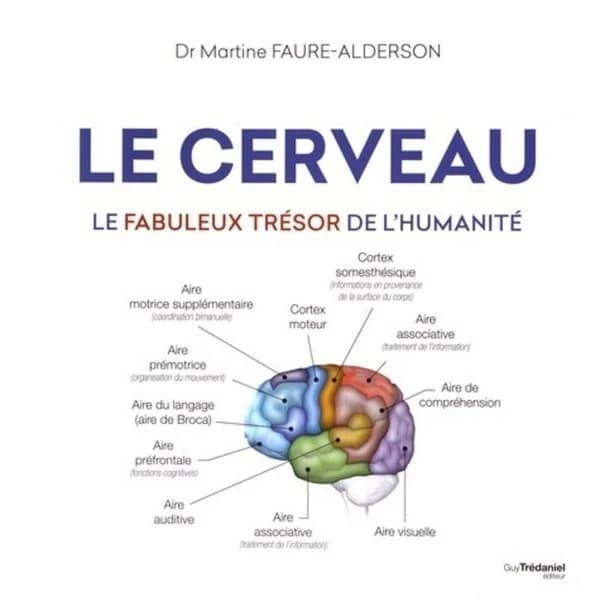 Le cerveau : le fabuleux trésor de l'humanité