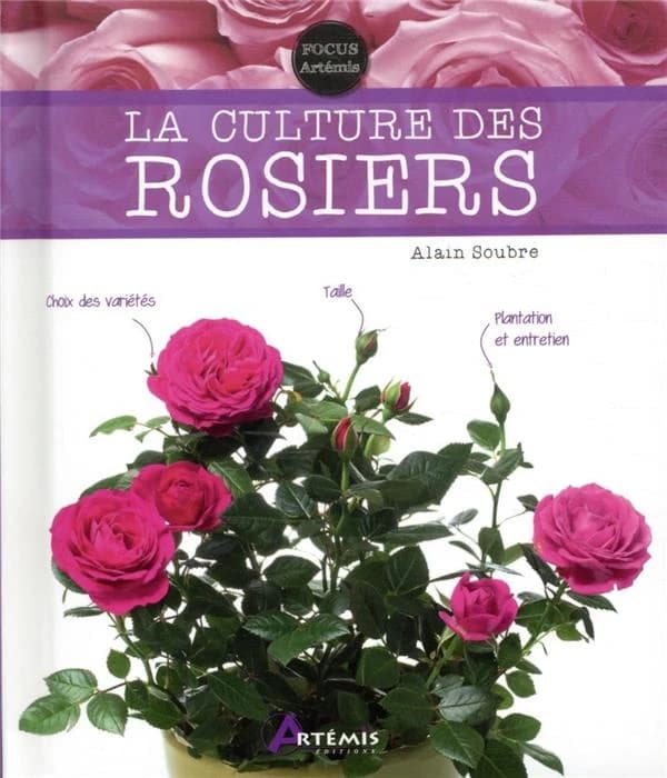 La culture des rosiers