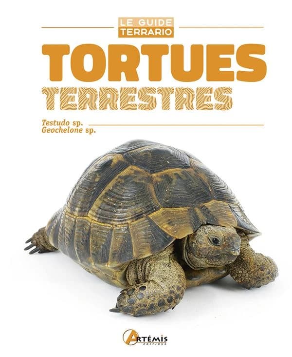Tortues terrestres : Testudo sp., Geochelone sp.