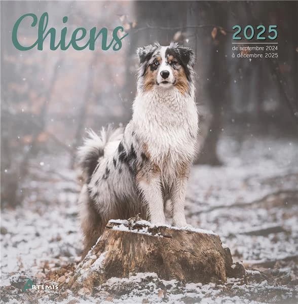 Chiens (édition 2025)