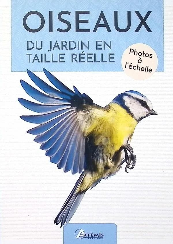 Oiseaux du jardin en taille réelle : Photos à l'échelle (Nouvelle éd.)