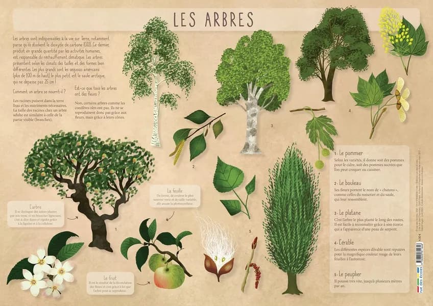 Les posters de l'école : les arbres : [Panneau didactique]