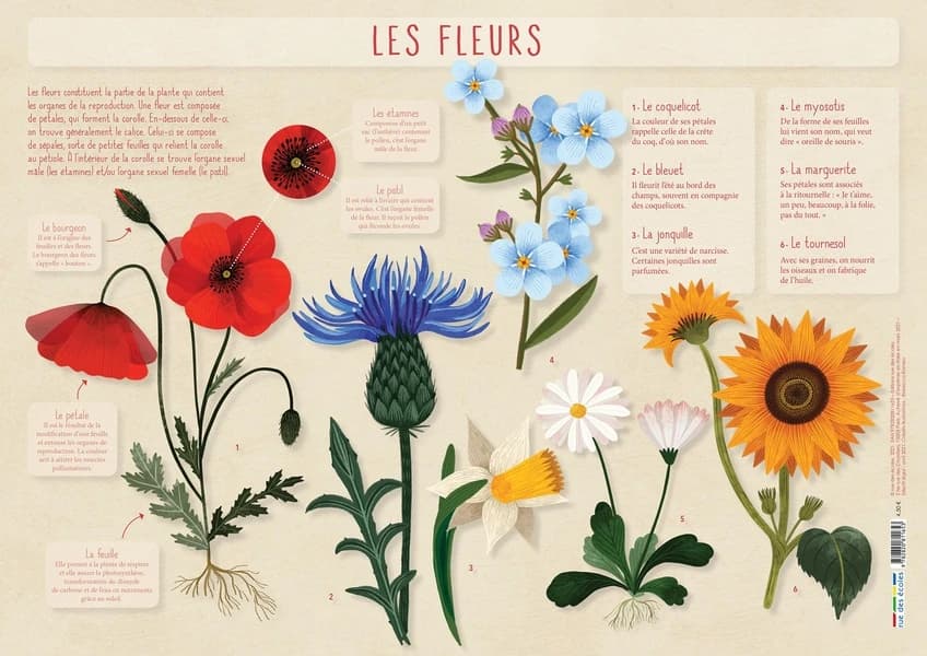 Les posters de l'école : les fleurs : [Panneau didactique]
