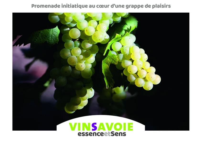VinSavoie : essence et sens