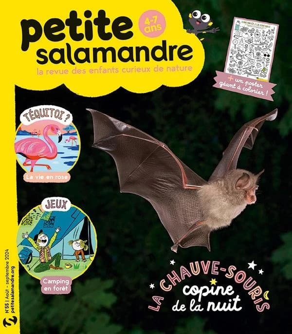 La petite salamandre n.55 : La chauve-souris, copine de la nuit
