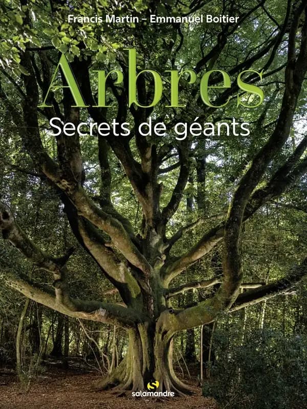 Arbres : secrets de géants