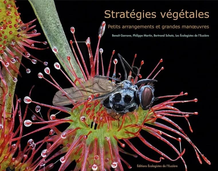 Stratégies végétales : petits arrangements et grandes manoeuvres