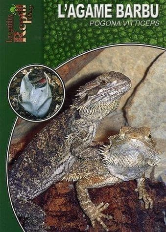 L'agame barbu : Pogona vitticeps