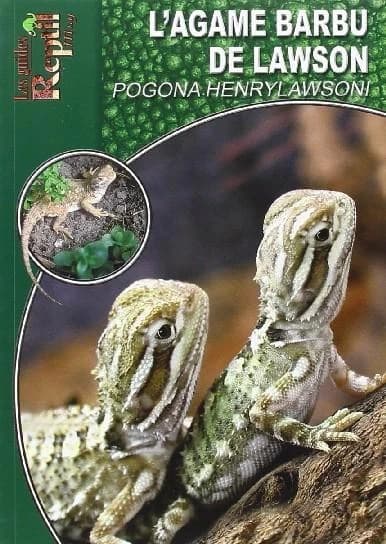 L'agame barbu de Lawson : Pogona henrylawsoni