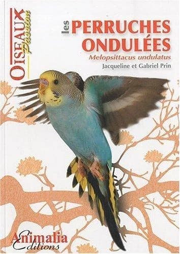 Les perruches ondulées : Melopsittacus undulatus