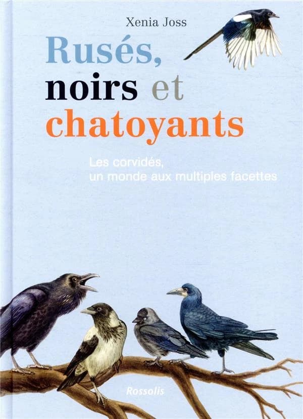 Rusés, noirs et chatoyants : les corvidés, un monde aux multiples facettes
