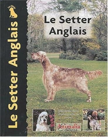 Le setter anglais