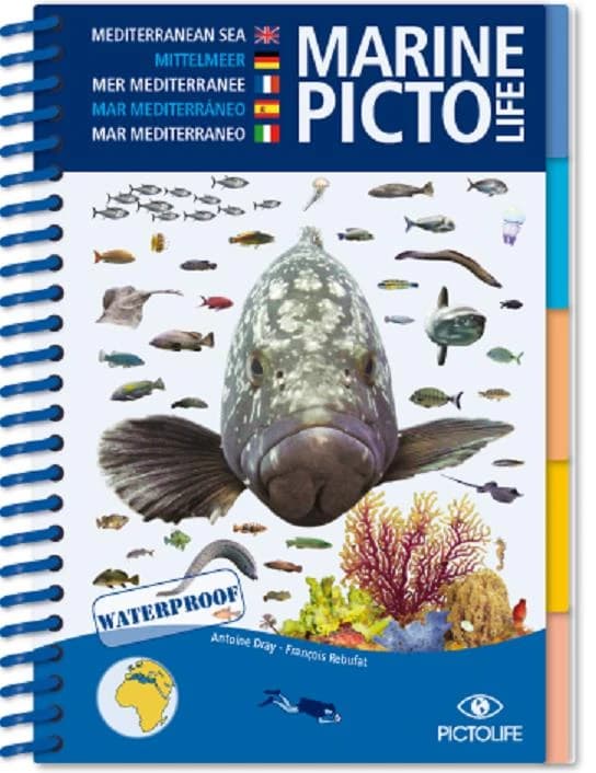 Marine pictolife : Mediterranean Sea