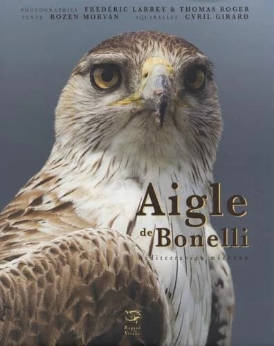 Aigle de Bonelli : méditerranéen méconnu