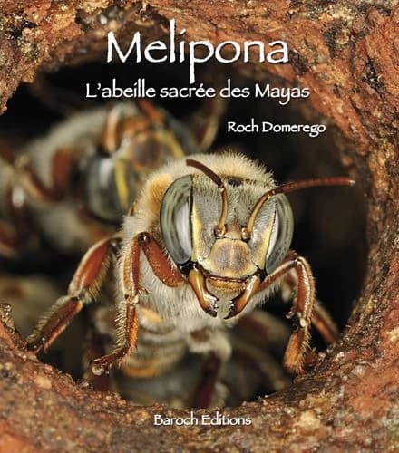 Melipona : l'abeille sacrée des Mayas