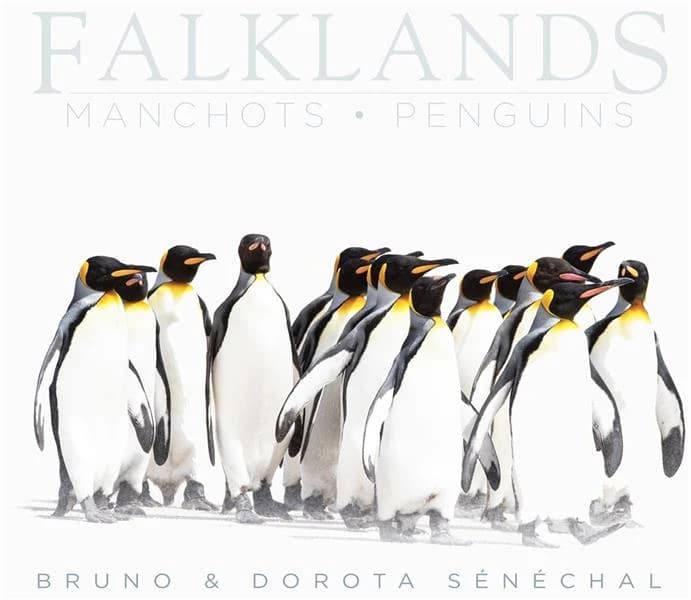 Falklands ; manchots