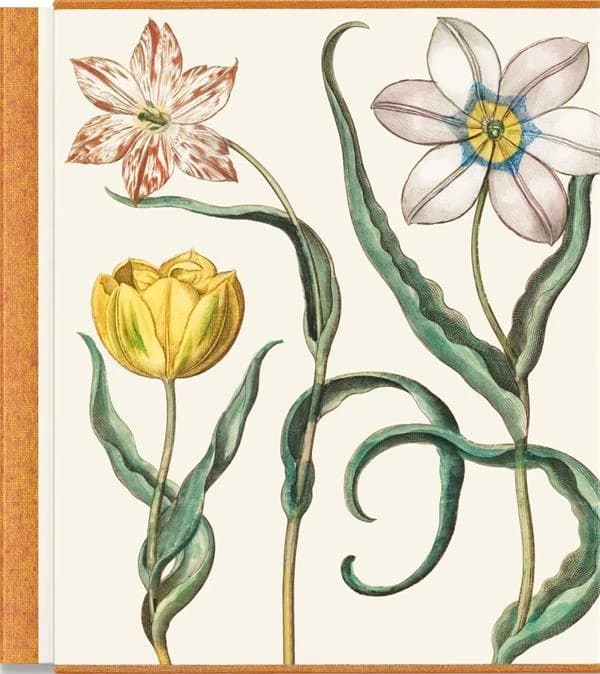Hortus Eystettensis, sive diligens et accurata omnium plantarum, florum stirpium, ex variis orbis terrae partibus, singulari studio collectarum, quae in celeberrimis viridariis arcem episcopalem ibidem cingentibus... ([Reproduction en fac-similé]) opera B