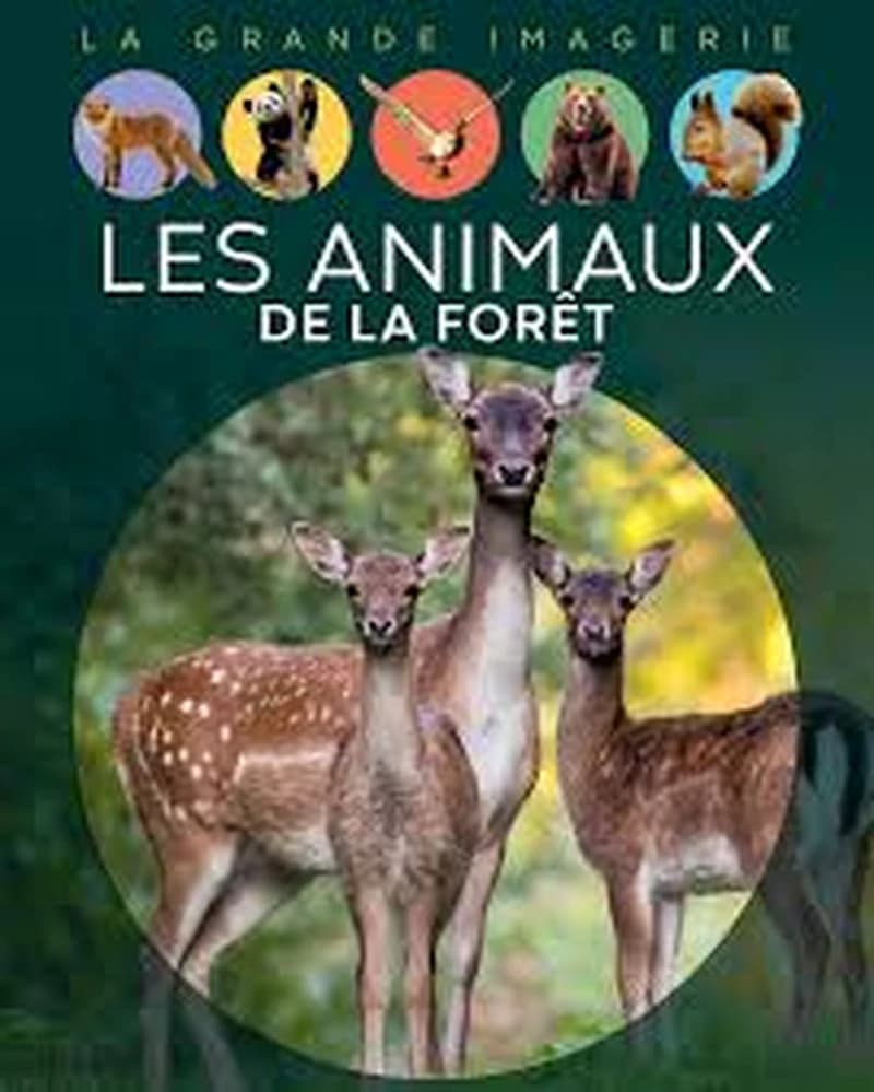 La grande imagerie : La Forêt