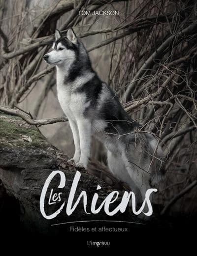 Les chiens : fidèles et affectueux