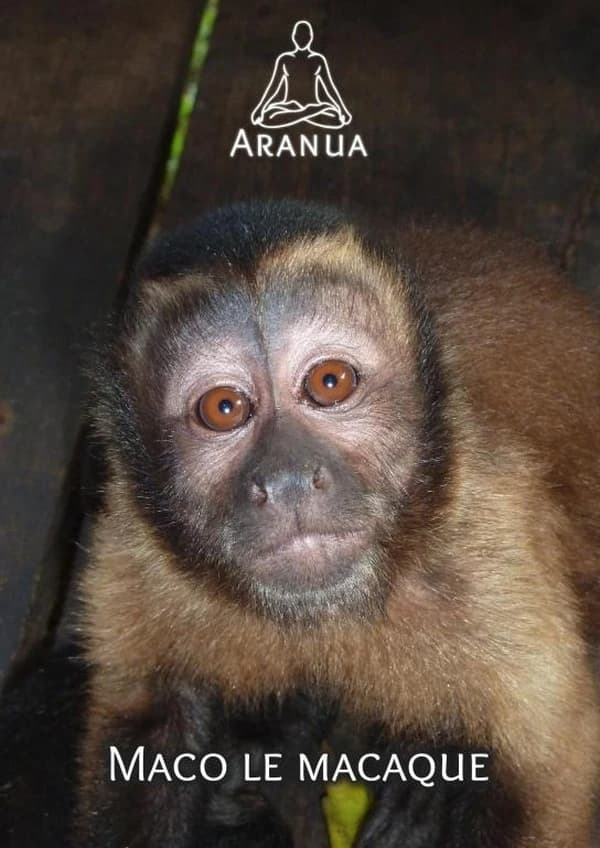Maco le macaque