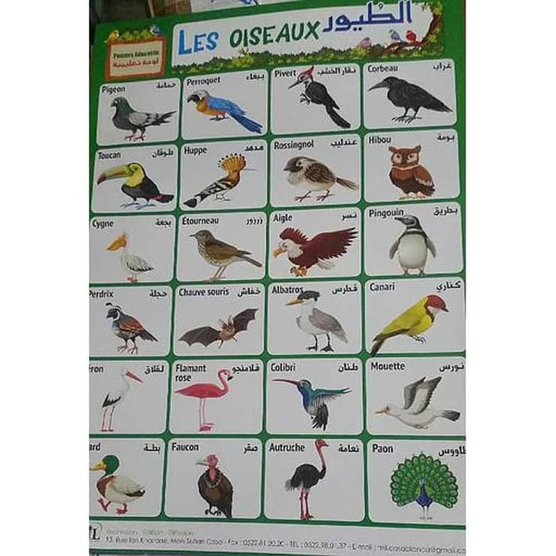 لوحات تعليمية الطيور Posters Educatifs Les Oiseaux