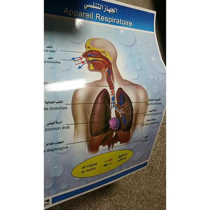 صويرات الجهاز التنفسي عربي