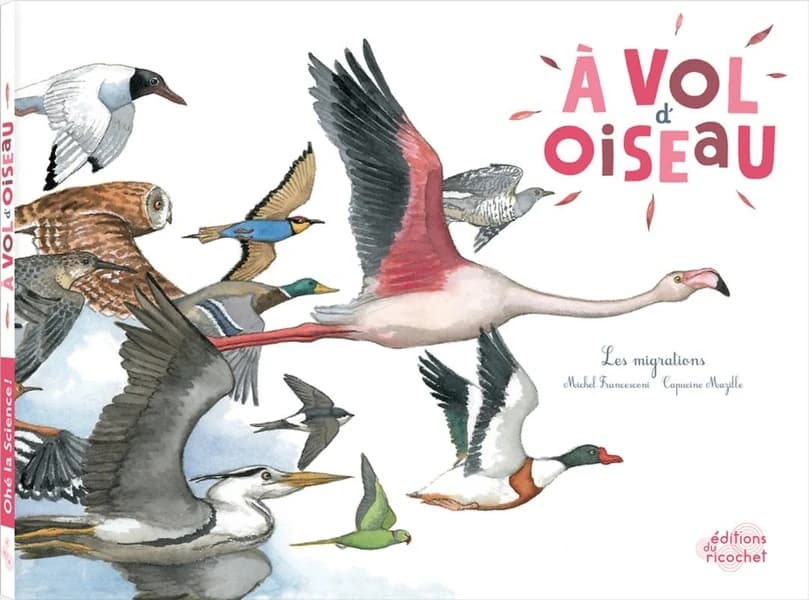 à vol d'oiseau ; les migrations