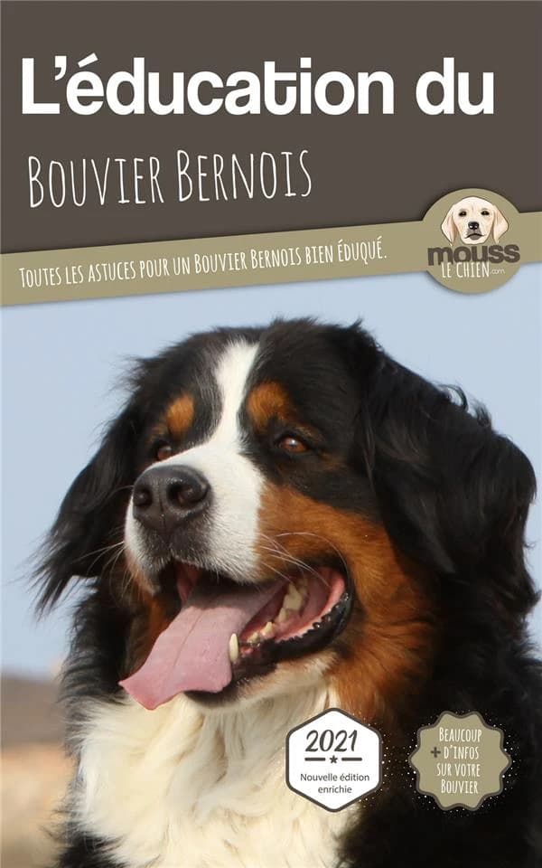 L'éducation du Bouvier Bernois : toutes les astuces pour un Bouvier Bernois bien éduqué