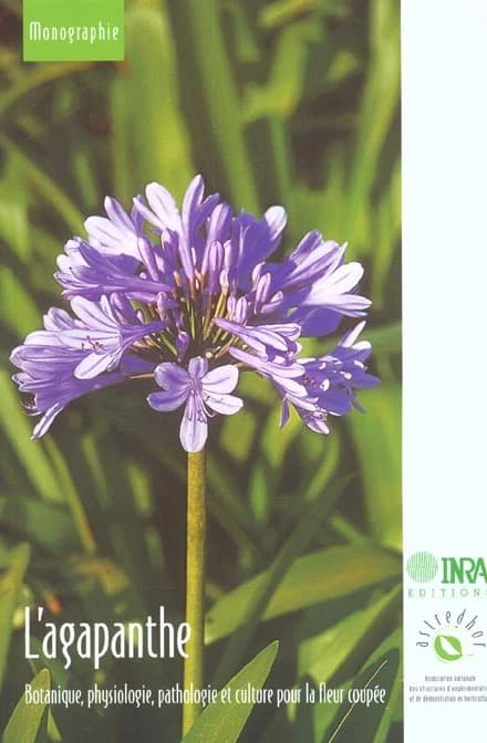 L'agapanthe : botanique, physiologie, pathologie et culture pour la fleur coupée