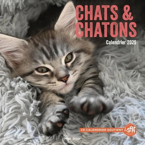 Calendrier mural : Chats et chatons (édition 2025)