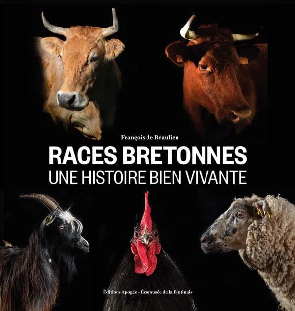 Races bretonnes : une histoire bien vivante