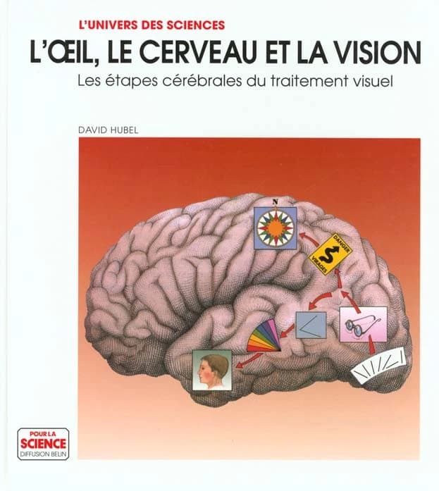 L'oeil, le cerveau et la vision : les étapes cérébrales du traitement visuel