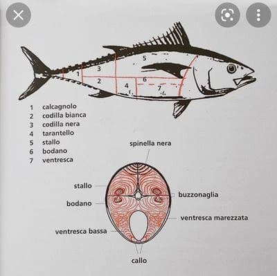 Surtout les thons ! : Thunnus thynnus : une histoire culturelle et culinaire du thon rouge de Méditerranée